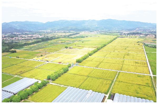 台山农田高标准示范点