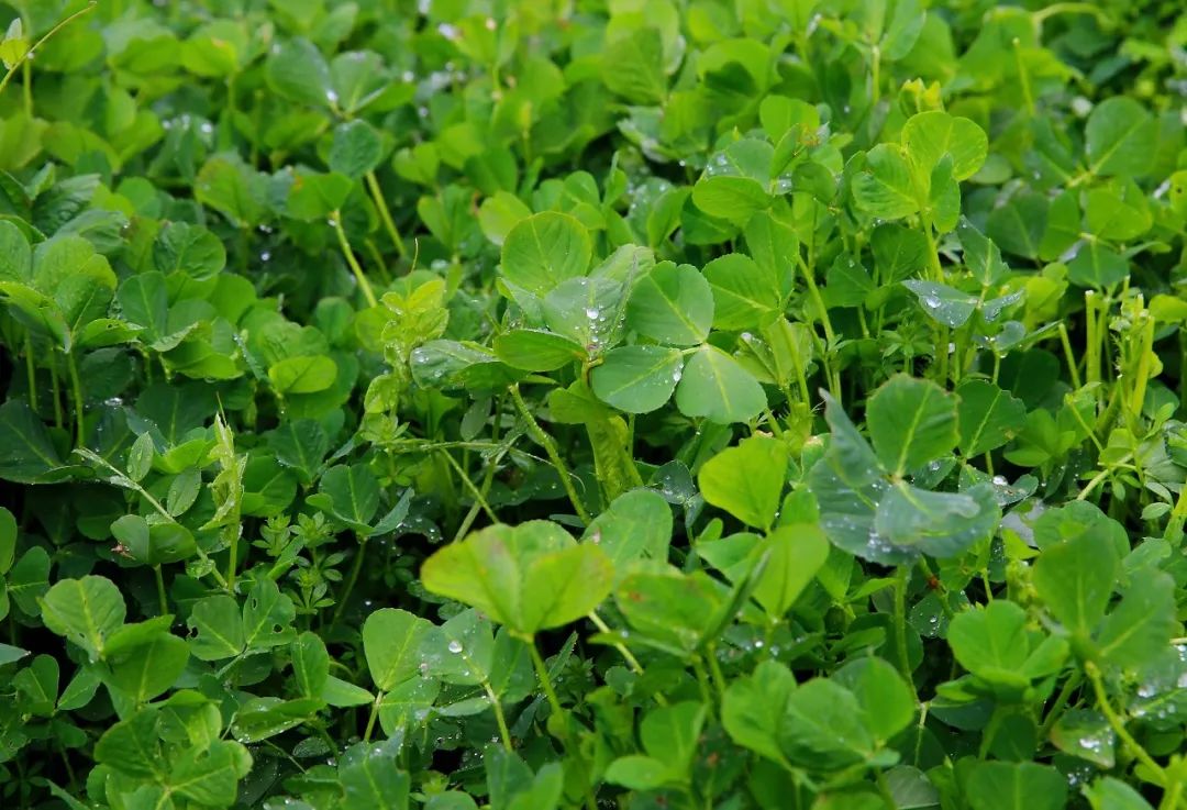 春菜尝鲜正当时快来吴房村吃第一口春天的味道