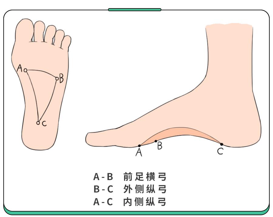 人体的足弓分为内侧纵弓,外侧纵弓及横弓,三条弓构成一个三角形,共同