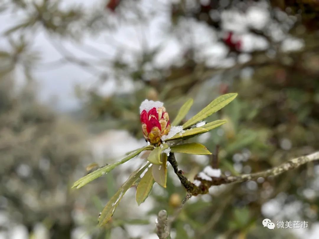 芒市苤菜坝下雪图片