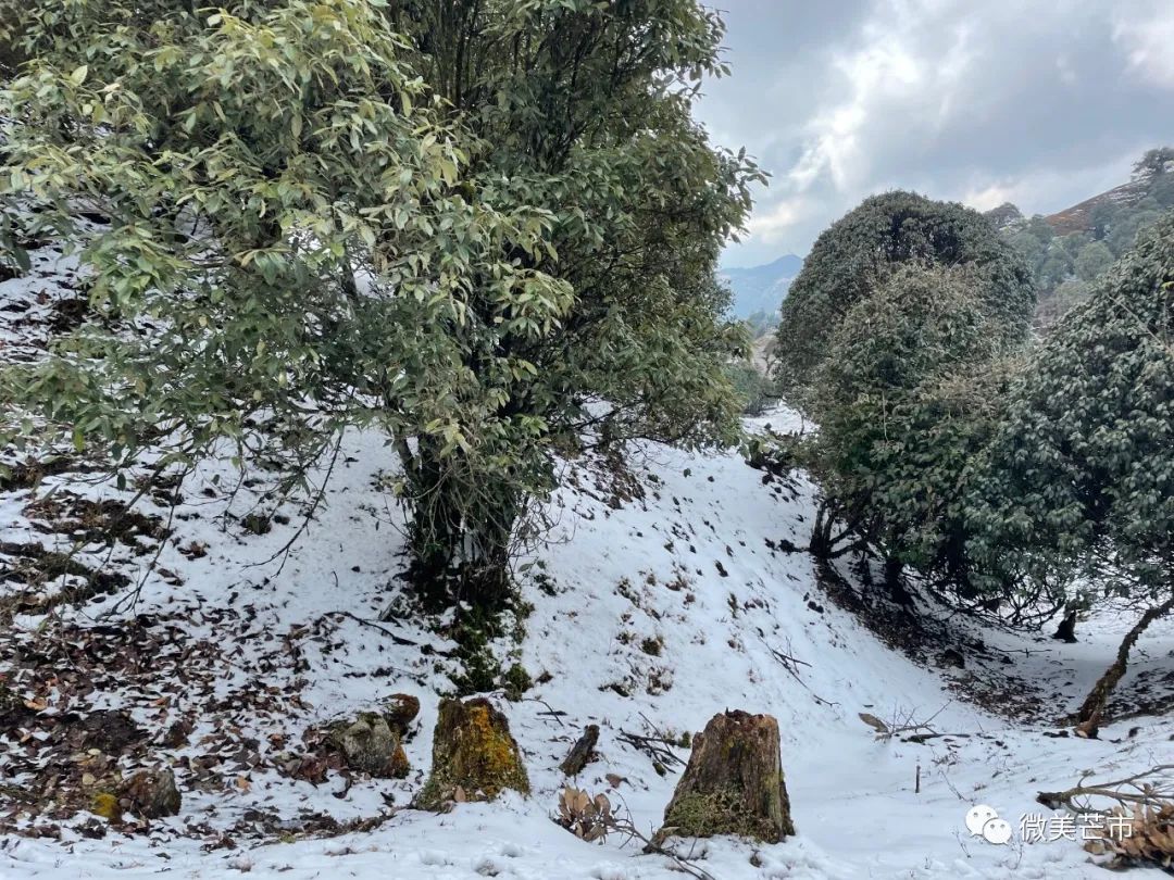 芒市苤菜坝下雪图片