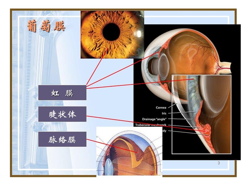 即前部的虹膜,中部的睫状体和后部的脉络膜,这三部分组织在解剖上紧密