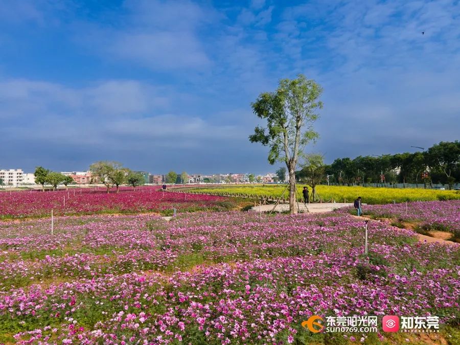 走赏花去东莞这些花海太惊艳了