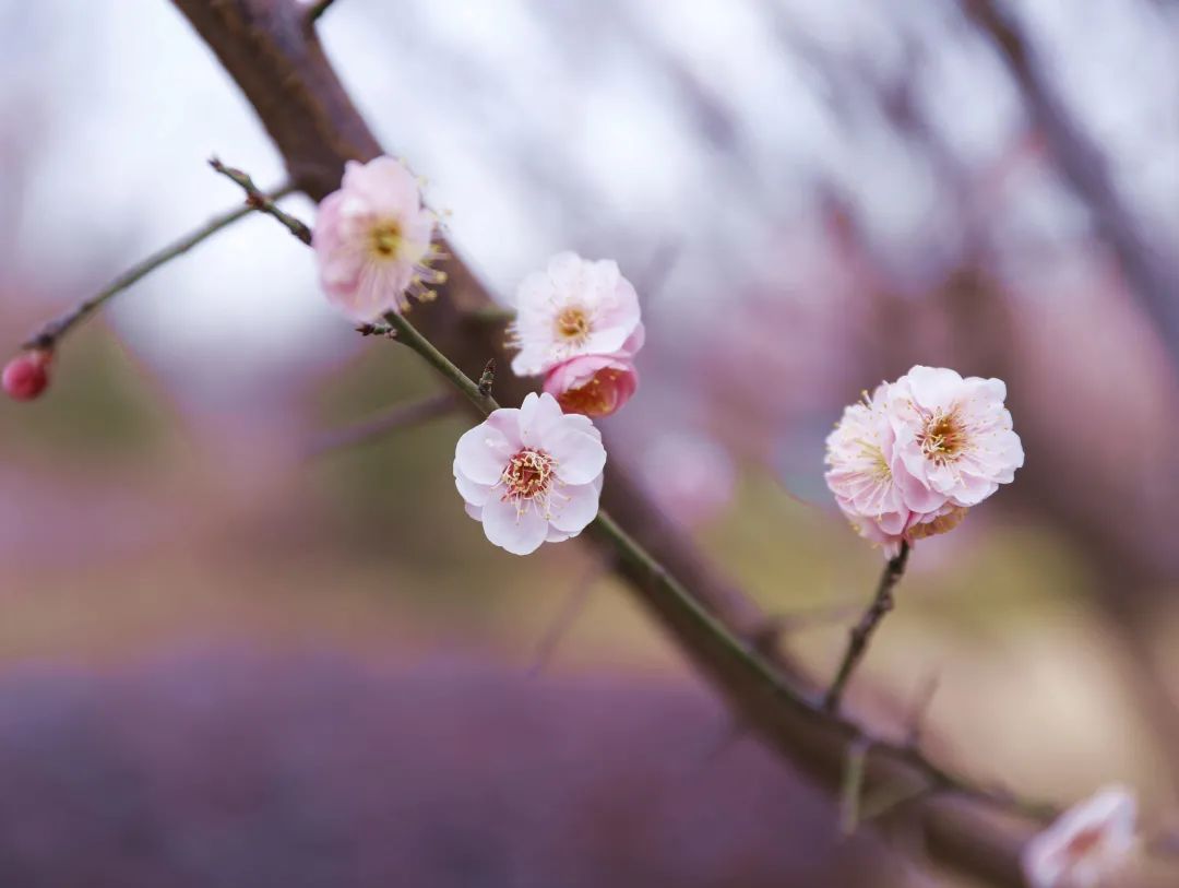 春暖花开静待君归