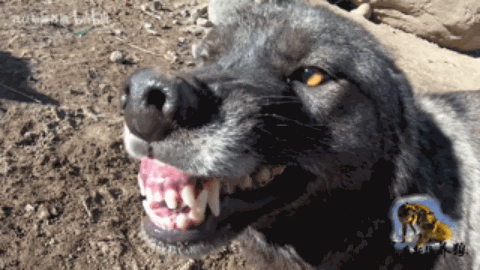 为了讨好人这头狼咬死了自己的孩子