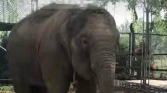 封面新闻：云南亚洲象“莫莉”交换到河南被虐待？绿发会申请信息公开受阻