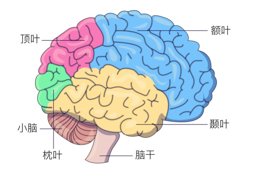 脑子的结构错综复杂,主要可以分为大脑,小脑,间脑和脑干几个部分,那么