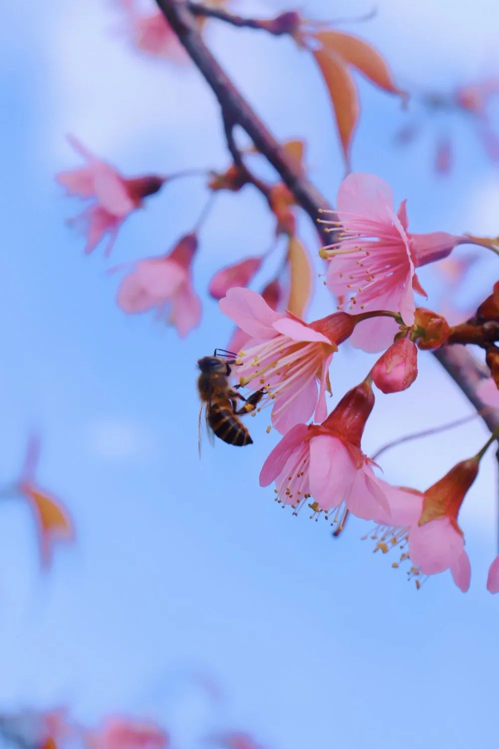 云南各高校春季限定花海你最爱哪家