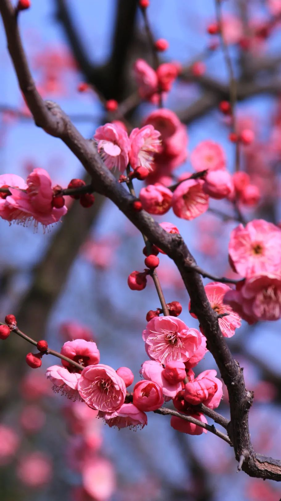 今年梅花色更浓大宁公园60余棵梅树进入盛花期