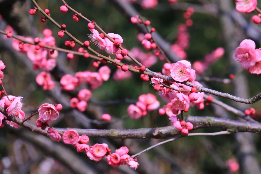 今年梅花色更濃!大寧公園60餘棵梅樹進入盛花期~_政務_澎湃新聞-the p