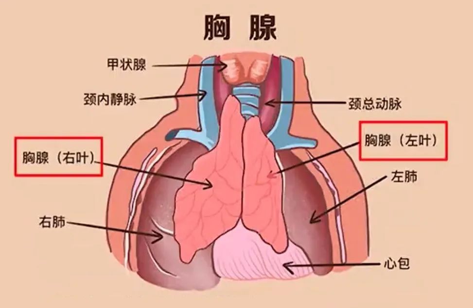 小鼠胸腺的位置图片