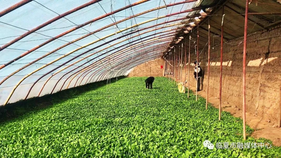 臨夏市大棚春意濃早茬蘿蔔種植忙