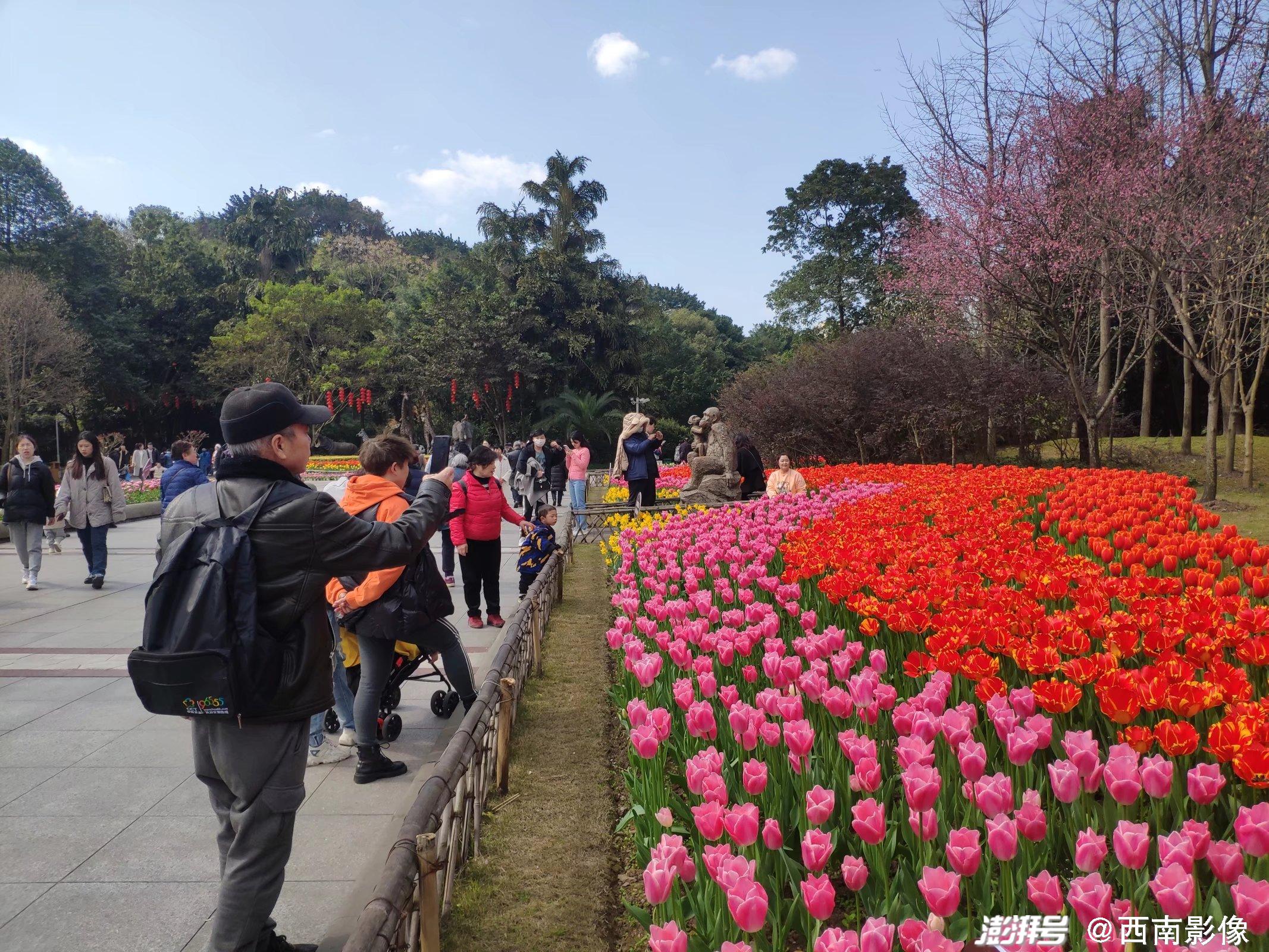 重庆主城赏花图片