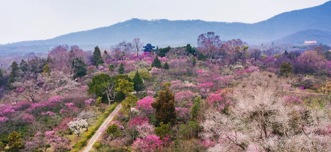 南京梅花山與上海淀山湖梅園,無錫梅園和武漢東湖梅園並稱中國四大