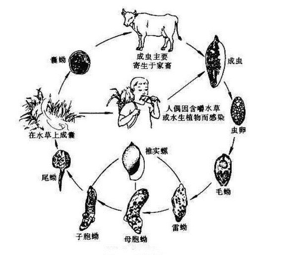 肝片吸虫虫卵手绘图图片