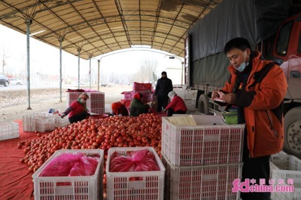 好品山东丨小番茄做成大产业 振兴路上“柿”不可挡