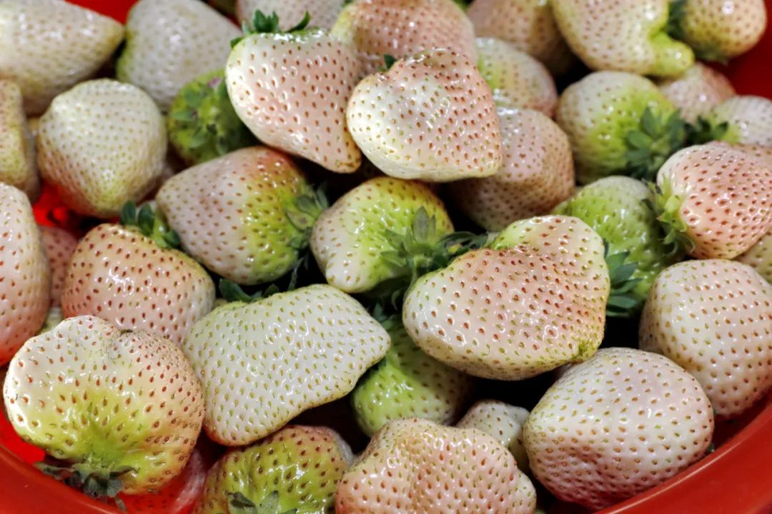 粉嫩可爱清甜多汁金山白草莓大批量上市