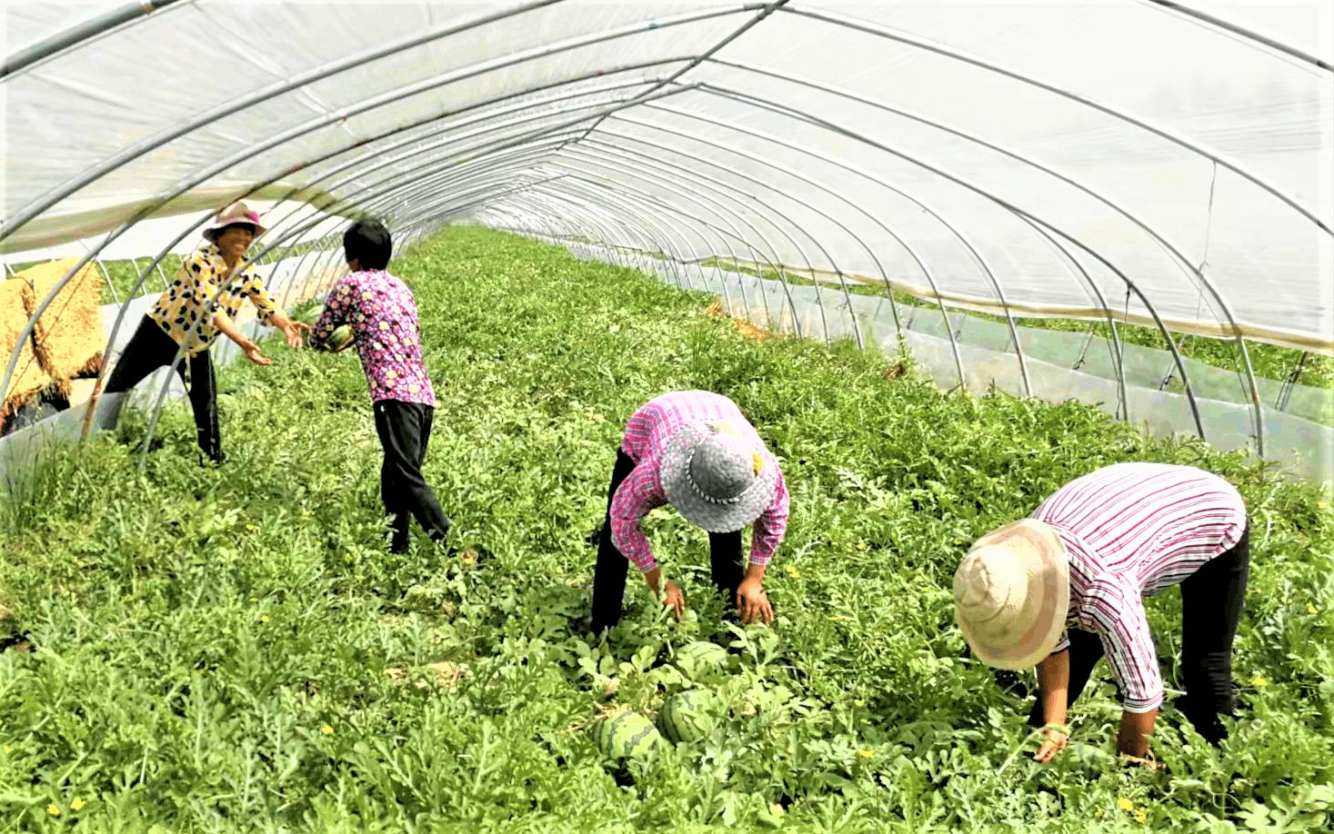 西瓜大棚里收获幸福&nbsp;&nbsp;&nbsp; 顾士刚&nbsp; 摄