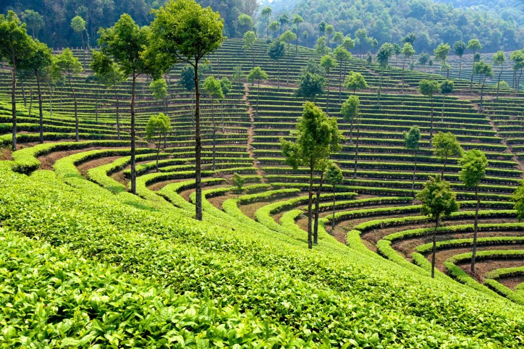 营盘山万亩茶园思茅观景台茶山染得一身清香看山品茶到普洱的茶田走一