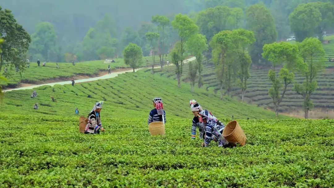 寧洱縣勐先鎮立春過後,寧洱哈尼族彝族自治縣勐先鎮竹山村的茶葉冒出