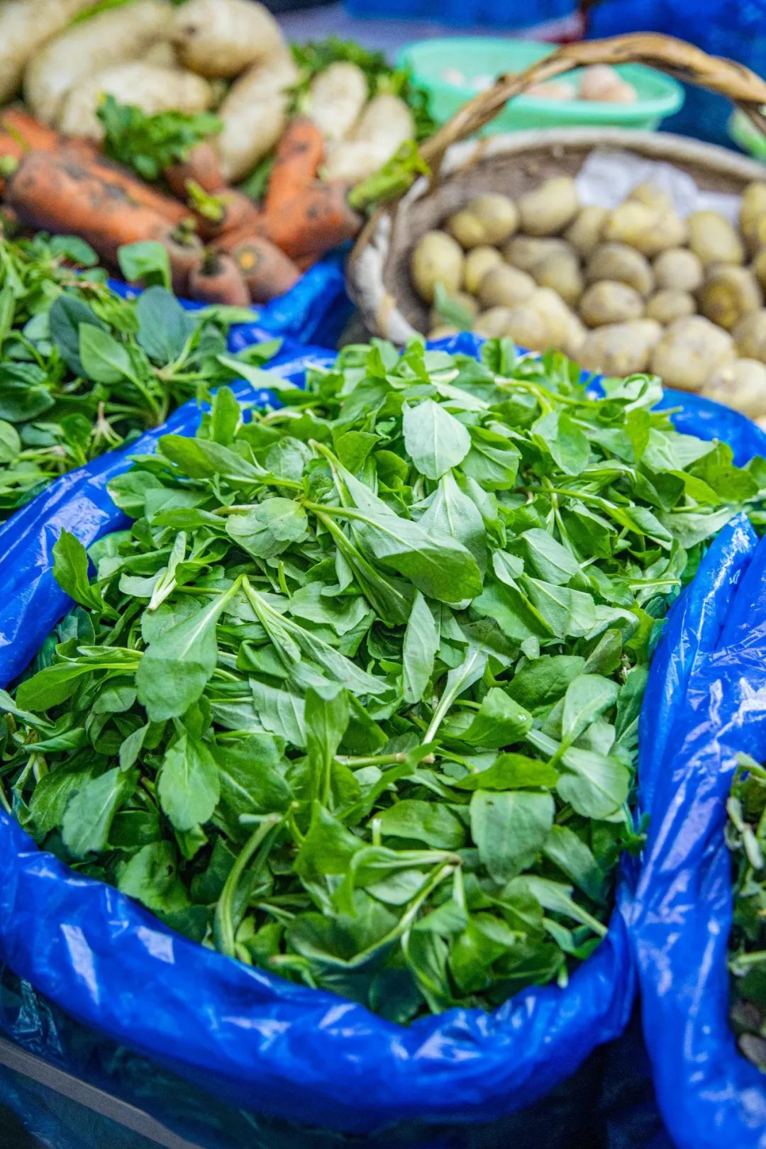 如今大家爱吃的野菜在菜场就可以买到为了食用起来安全放心建议大家就