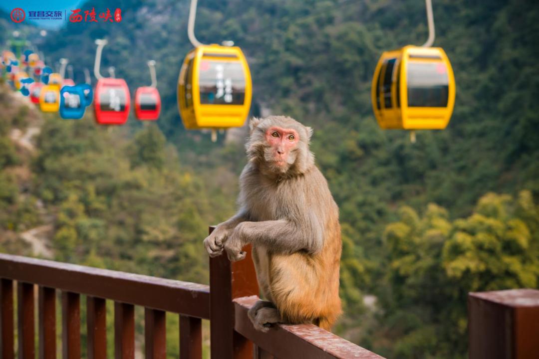 大圣归来三峡猴溪重装开园