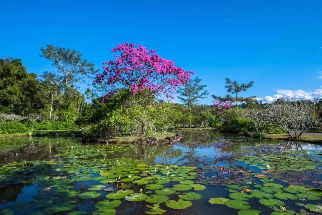 中科院西雙版納熱帶植物園百花盛開迎春日