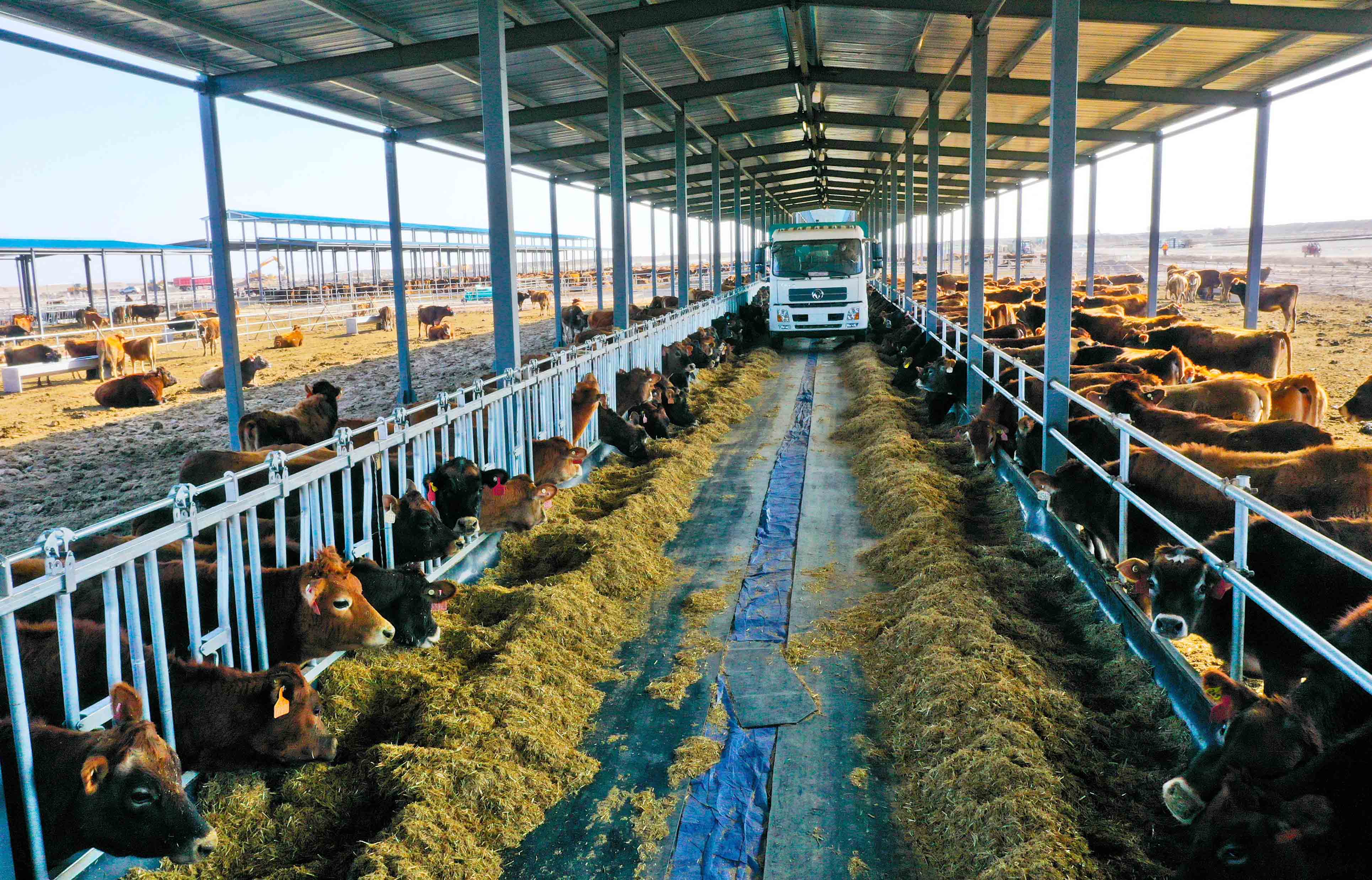 给娟姗奶牛添加饲料喂养小牛犊娟姗奶牛养殖基地一角娟姗奶牛养殖基地