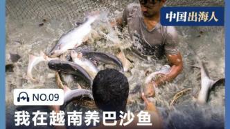 每年有30億人民幣的巴沙魚，從越南“游”上中國(guó)飯桌