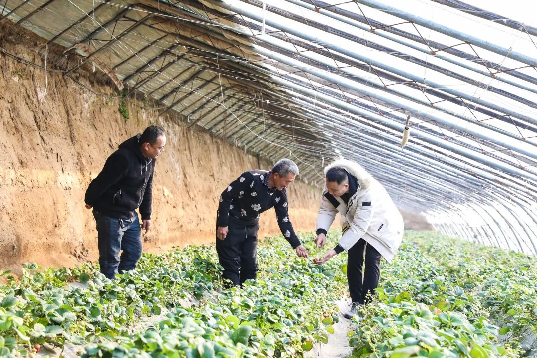 我为群众办实事广阳区万庄镇创新果先行红寺草莓谋振兴