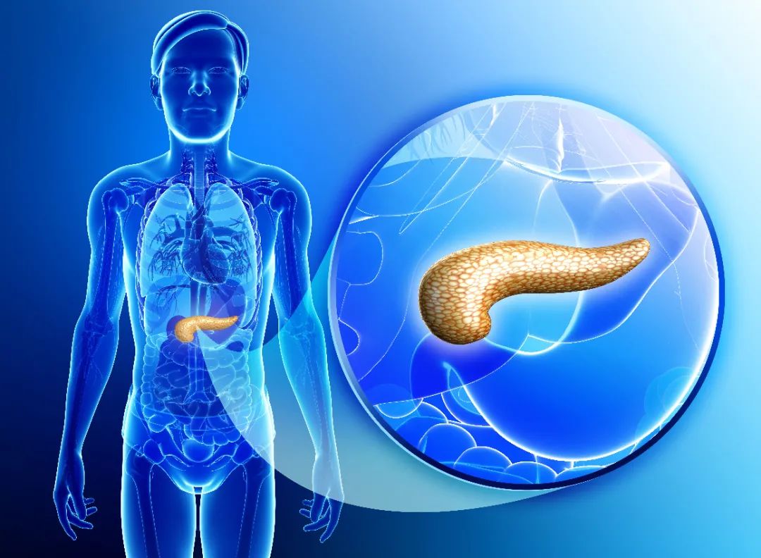 胰腺在人体什么位置图图片