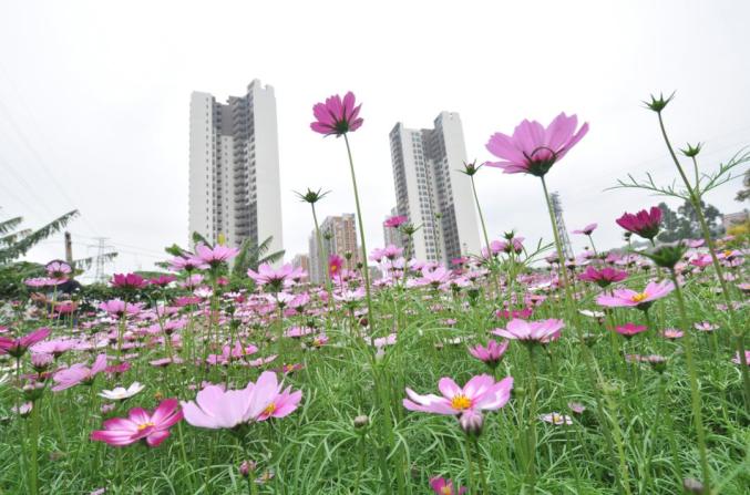 好靓一起拍照打卡开平春日花海