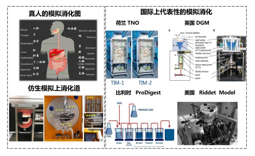 通道,因此解析食物在消化系统内的变化和结局可以预判其对健康的影响