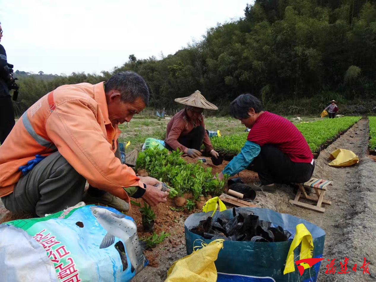 连日来,在南靖县奎洋镇仙岭村可以看到,挖掘机正在进行清杂和回填作业