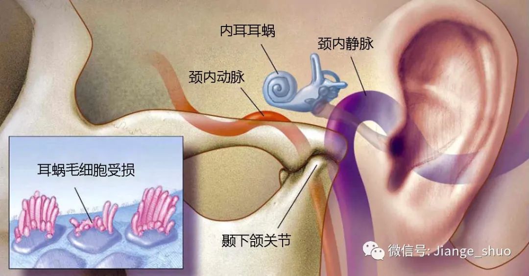 血壓,並在2007年到2020年之間接受兩次以上聽力測量,每隻耳朵分別進行