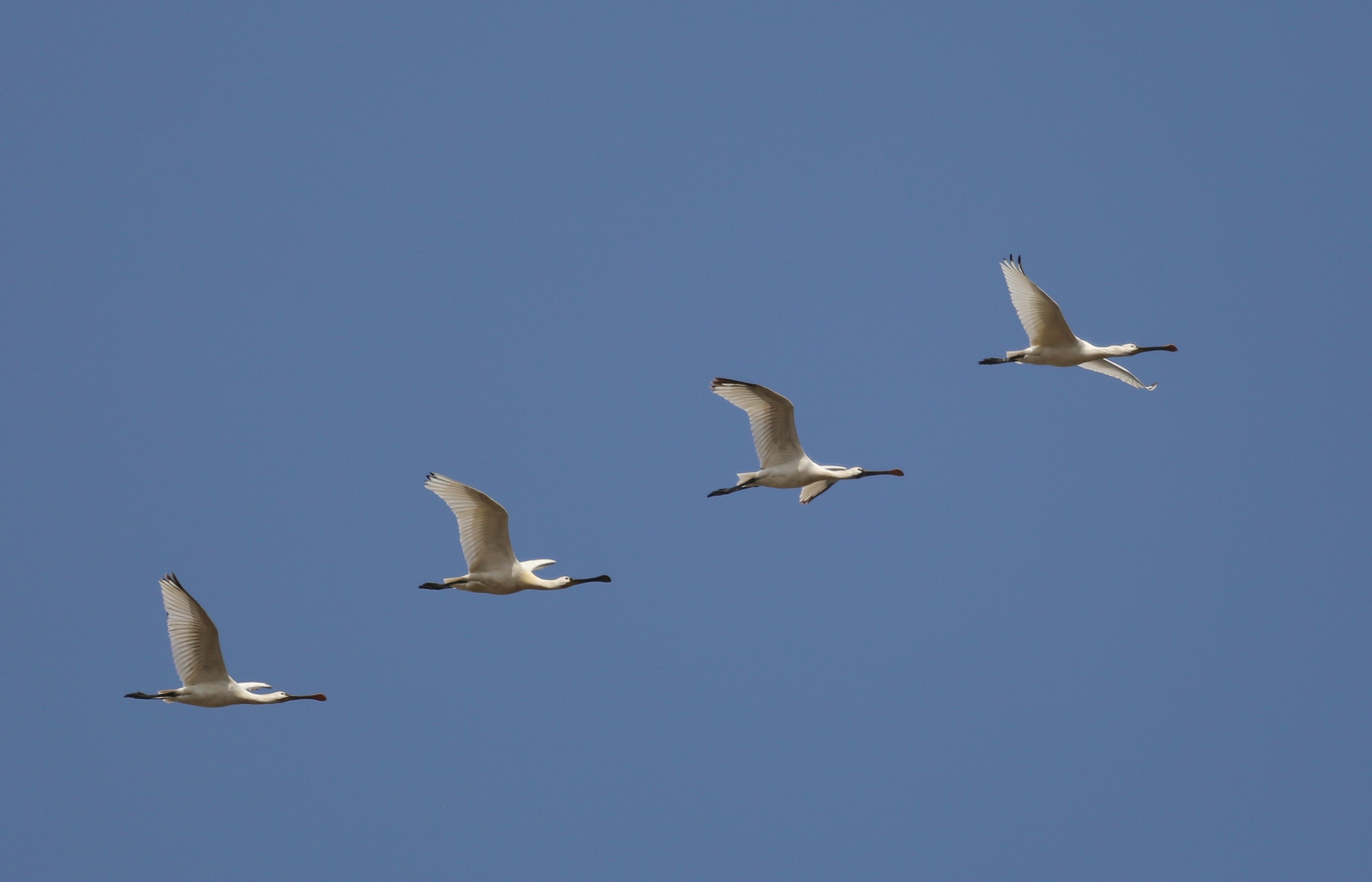 壮观巢湖越冬候鸟启程北飞