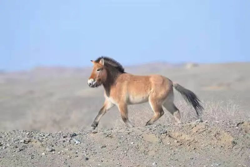 普氏野马现身甘肃阳关保护区
