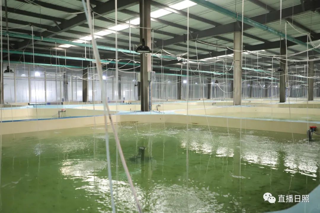 这标志着我市开启海水鱼苗种培育新模式通过专家组阶