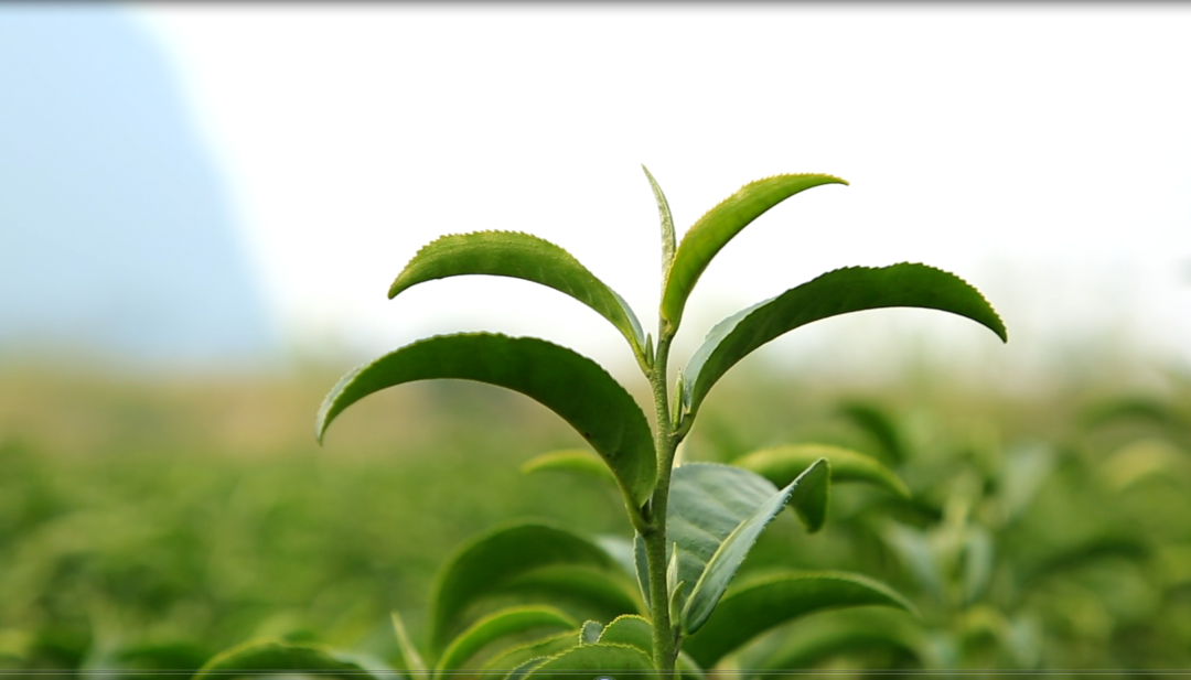 春茶,指的是由越冬后茶树第一次萌发的芽叶采制而成的茶叶.