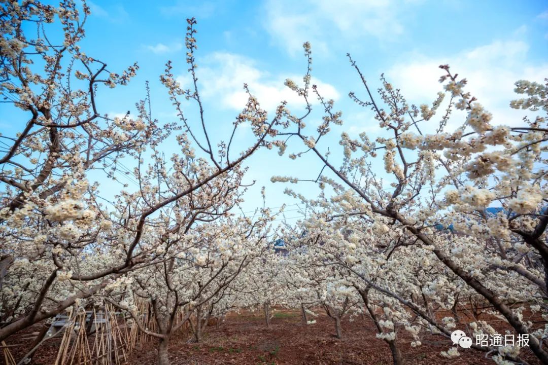14000亩鲁甸小寨樱桃花盛开4月底可尝鲜