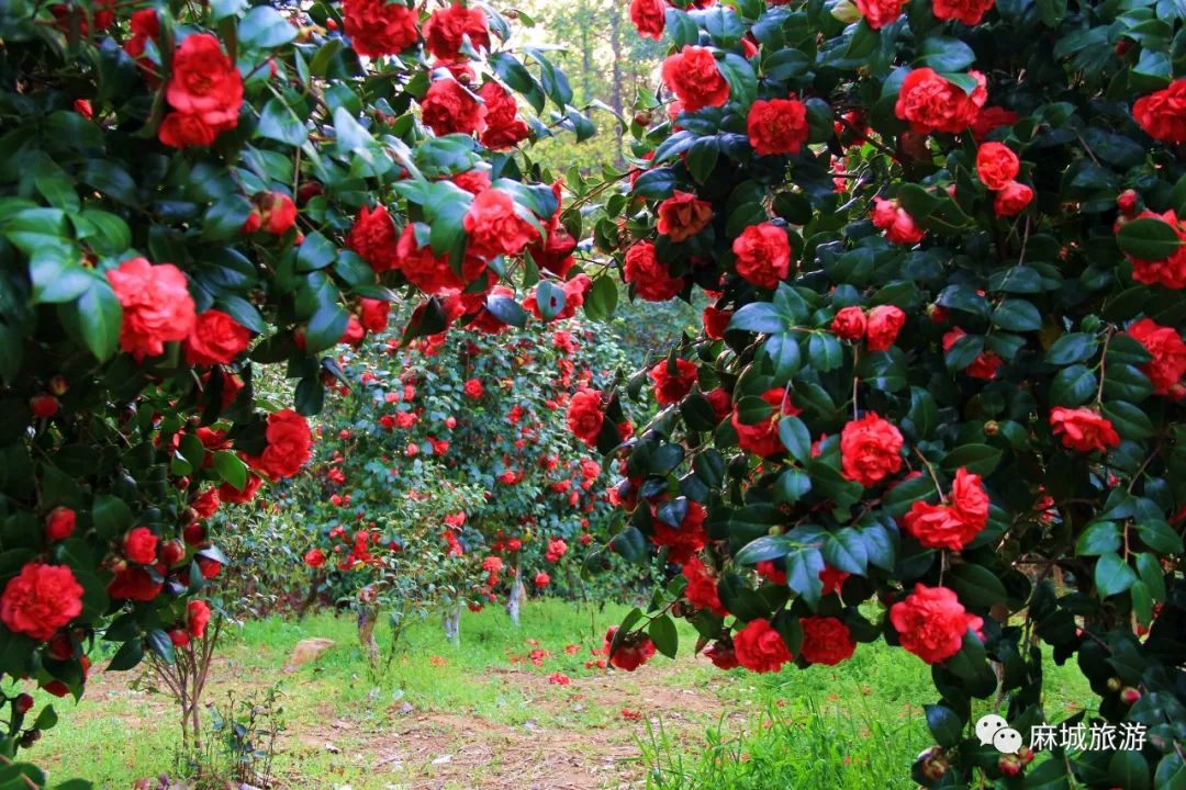 茶花园内万树花开,景色宜人是茶花的盛花期"国际杰出茶花园"拥有华中