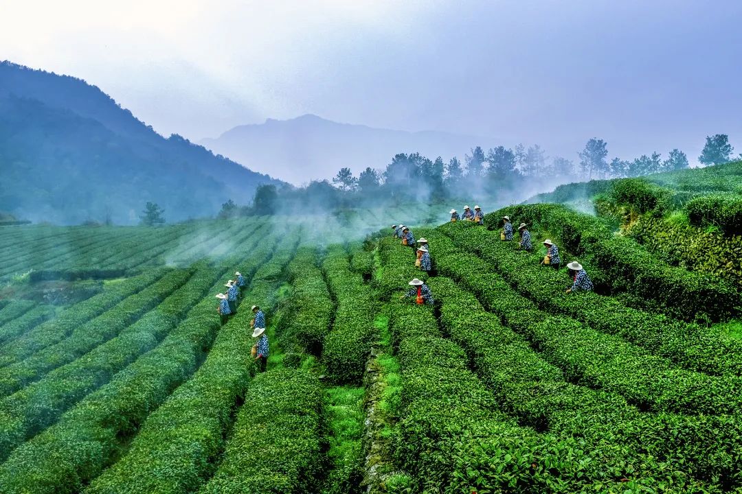 不负好春光种茶正当时