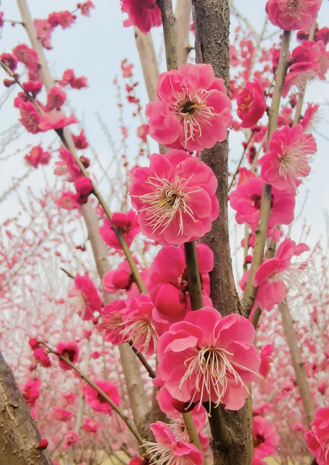梅花已盛开这也太美了吧