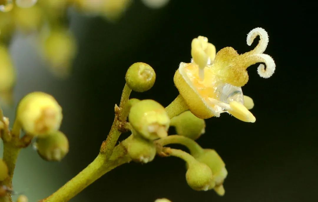 荔枝的雌花.
