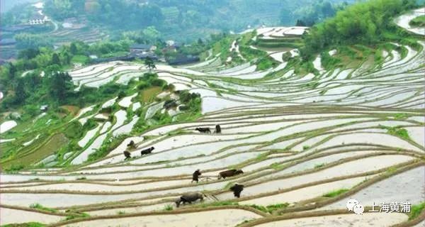 二月二剃龙头习俗_二月二龙抬头！cba球员组团理发_吃龙食文化传统