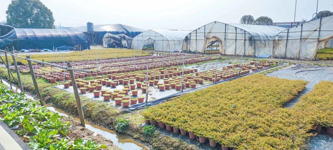 三角梅基地批发价格