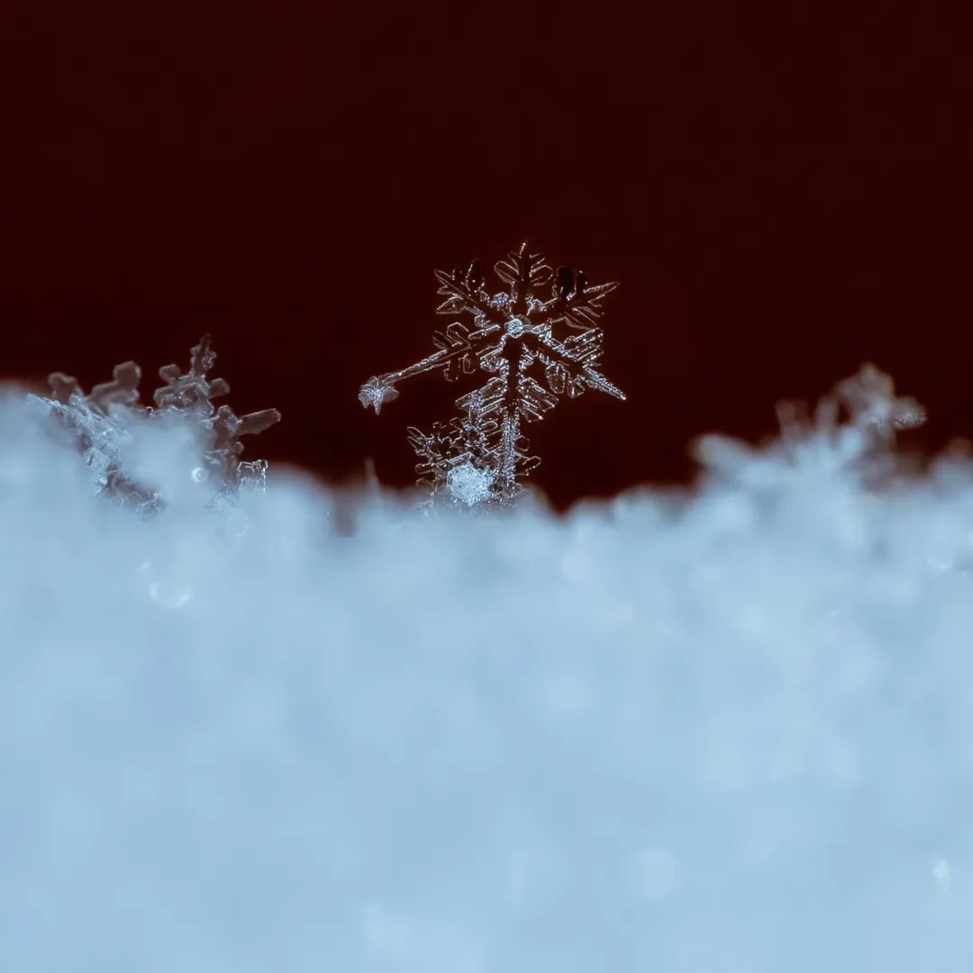 每朵雪花谨守着最初六角形的约定随风飘落在梅间