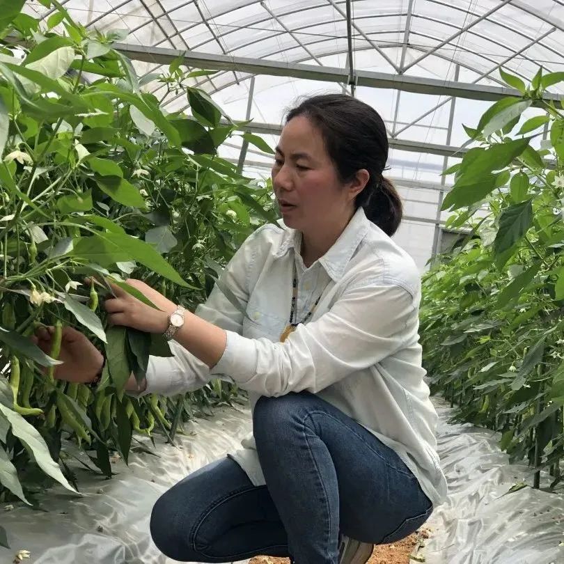 春天里巾帼向共富祝贺刘慧琴荣获全国三八红旗手荣誉称号