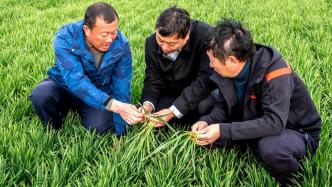 河南周口：淮阳区人勤春早，科学管理116.5万亩小麦