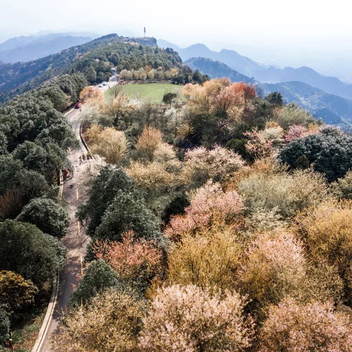又到一年樱花季大盛云龟山万亩樱花迎春绽放